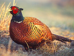 Pheasant) Pheasant)